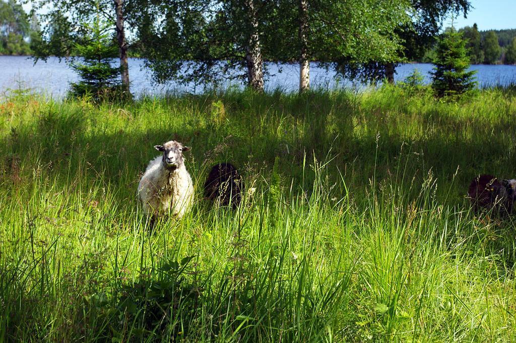 Lits Camping, Stugby Och Kanot Экстерьер фото